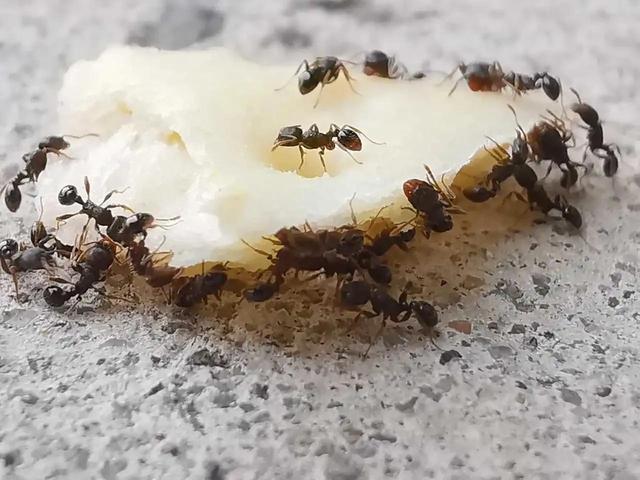 蚂蚁搬豆儿歌教案，小蚂蚁顺口溜儿歌